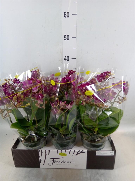 <h4>Phalaenopsis multi.   ...red</h4>
