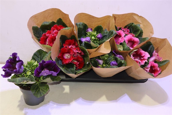 <h4>arr8 Sinn Gem</h4>