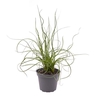 JUNCUS SPIRALLIS P6 SUPER CURL