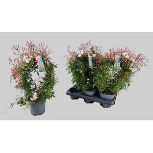 JASM POLYANTHUM WIT