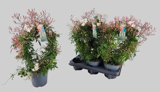 <h4>JASM POLYANTHUM WIT</h4>