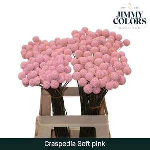 Craspedia L60 Soft pink