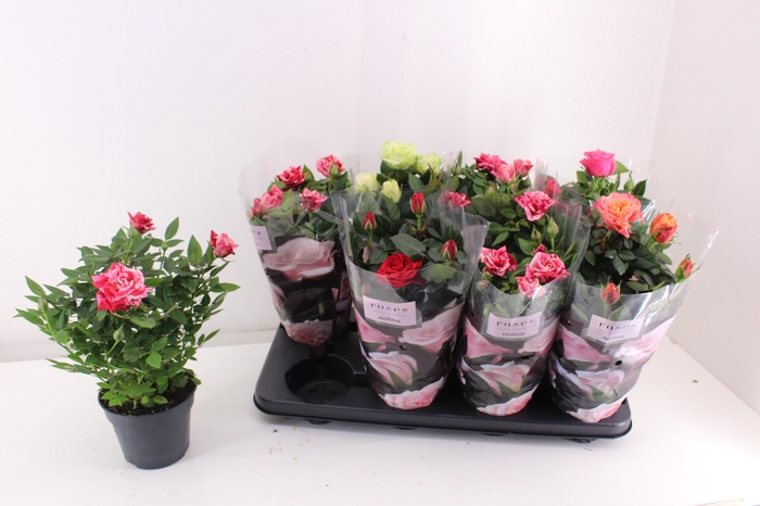 <h4>RO PATHIT GEM 5 SRT</h4>