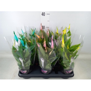 Spathiphyllum  'Chopin'