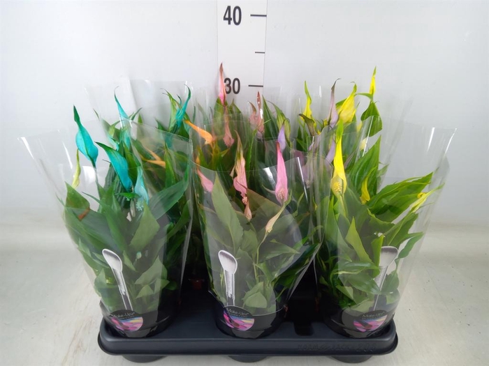 <h4>Spathiphyllum  'Chopin'</h4>