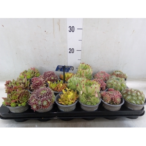 Rotsplanten   ...mix   [Rock plant]