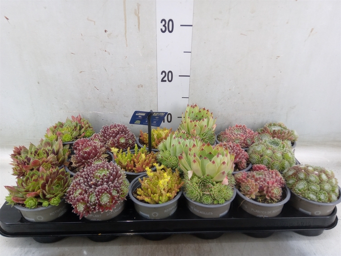 <h4>Rotsplanten   ...mix   [Rock plant]</h4>