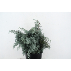 CONIFEER ARIZONICA 400GR