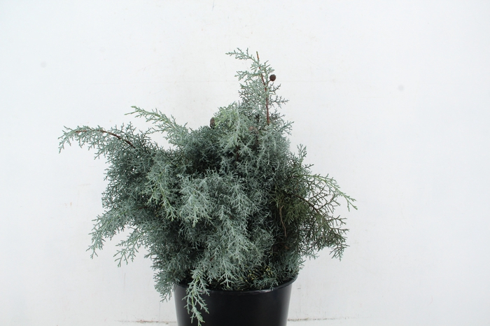 <h4>CONIFEER ARIZONICA 400GR</h4>