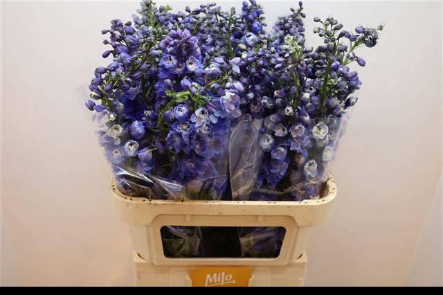 <h4>DELPH DU GUARD BLUE</h4>