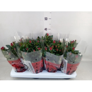 Rosa  'Scarlet Mercedes Kordana'