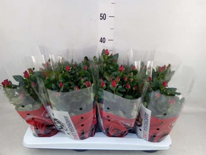 <h4>Rosa  'Scarlet Mercedes Kordana'</h4>