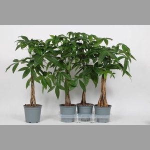 PACHIRA AQUATICA
