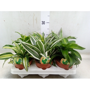 Dracaena   ...mix