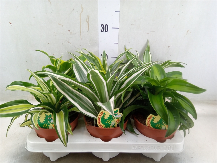 <h4>Dracaena   ...mix</h4>