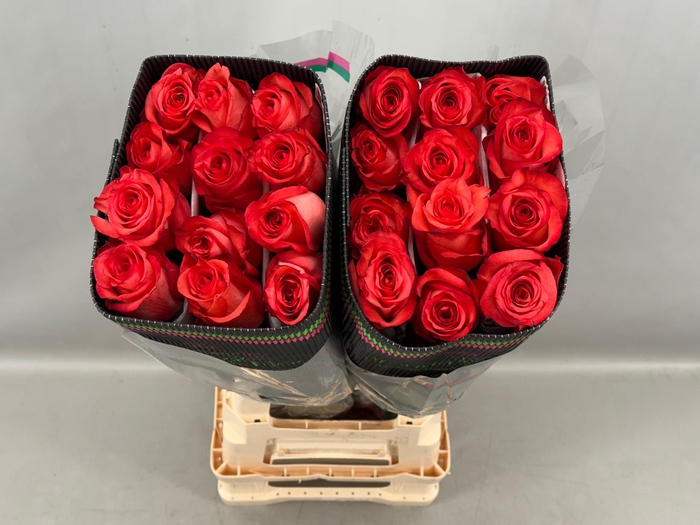 <h4>R Gr High & Booming</h4>