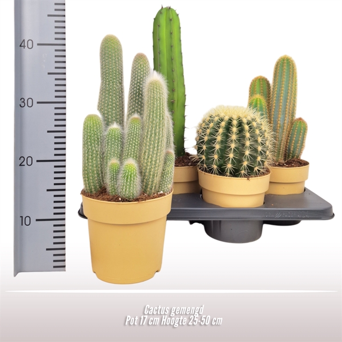 <h4>Cactus gemengd</h4>