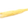 Dried Cortaderia Dadang Soft Yellow 140cm P Stem