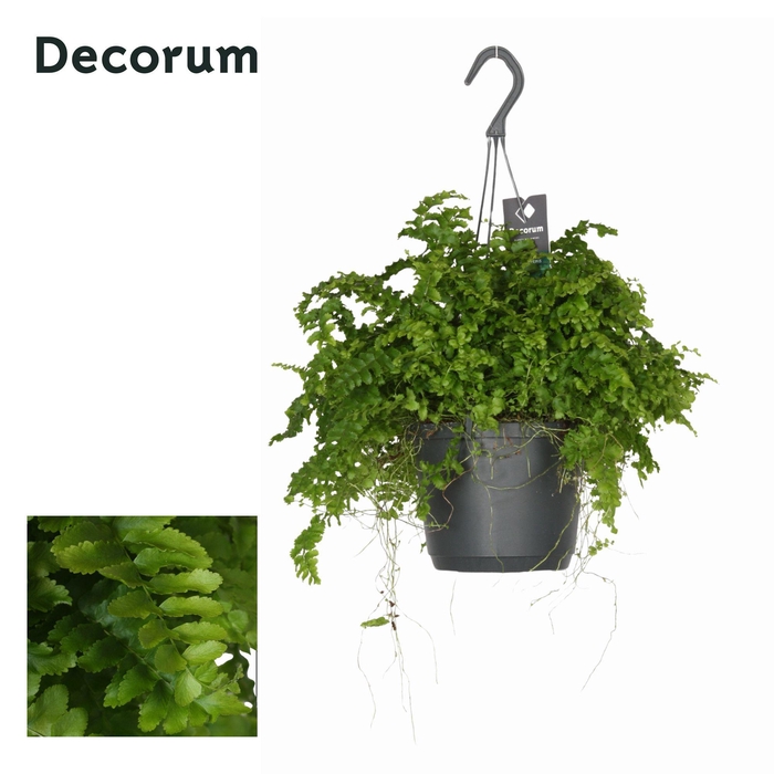 <h4>Nephrolepis exaltata 'Pom Pom'</h4>