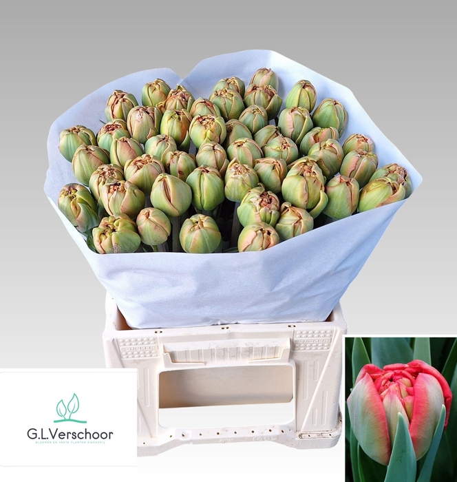 <h4>TU DU LIMERICK</h4>