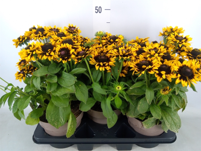 <h4>Rudbeckia hirta 'Sunbeckia'</h4>