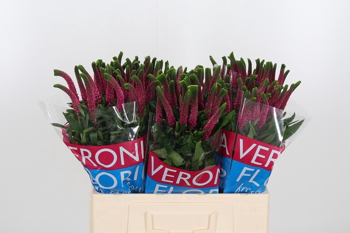 <h4>Veron Smart Iselle</h4>