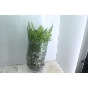 SAMAMBAIA AMERICANA C25