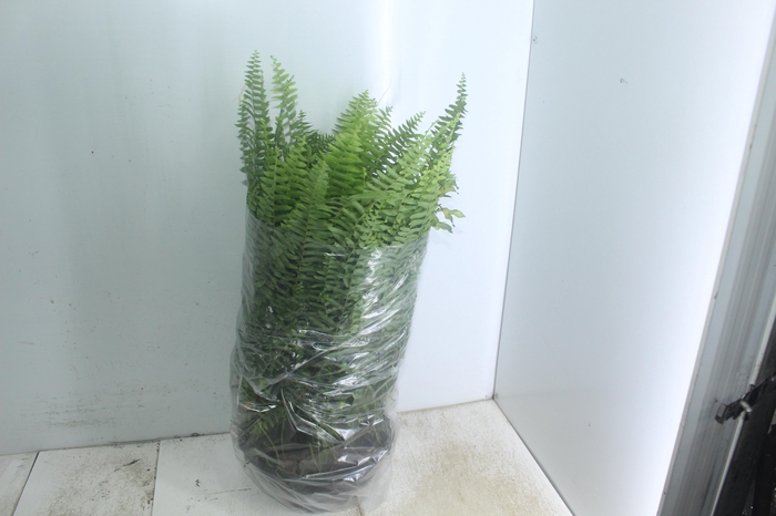 <h4>SAMAMBAIA AMERICANA C25</h4>