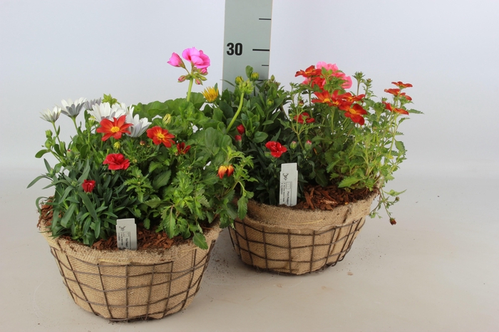 <h4>ARR TUINPLANTEN</h4>