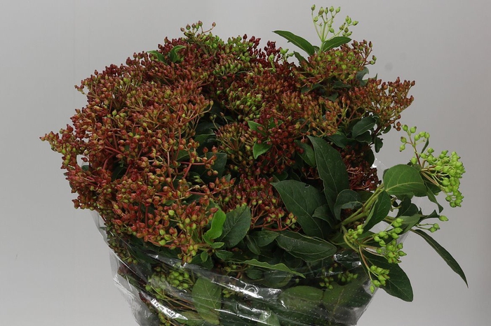 <h4>Viburnum Berries</h4>