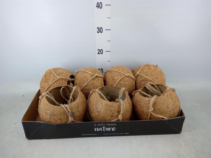 <h4>Pot   ...versierd H%</h4>