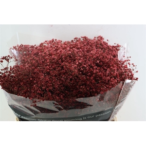 Gyps Grof Bordeaux (dip)