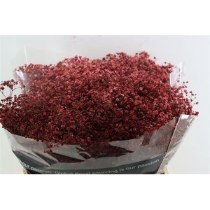 Gyps Grof Bordeaux (dip)