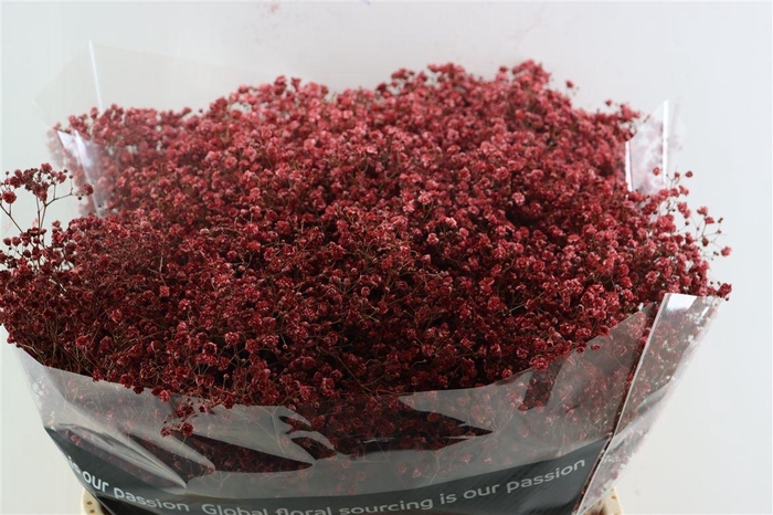 Gyps Grof Bordeaux (dip)