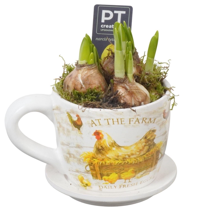 <h4>Arr.  Narcissus Tete Tete L%</h4>