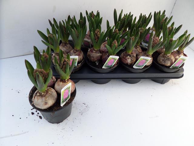 <h4>HYACIN JAN BOS</h4>