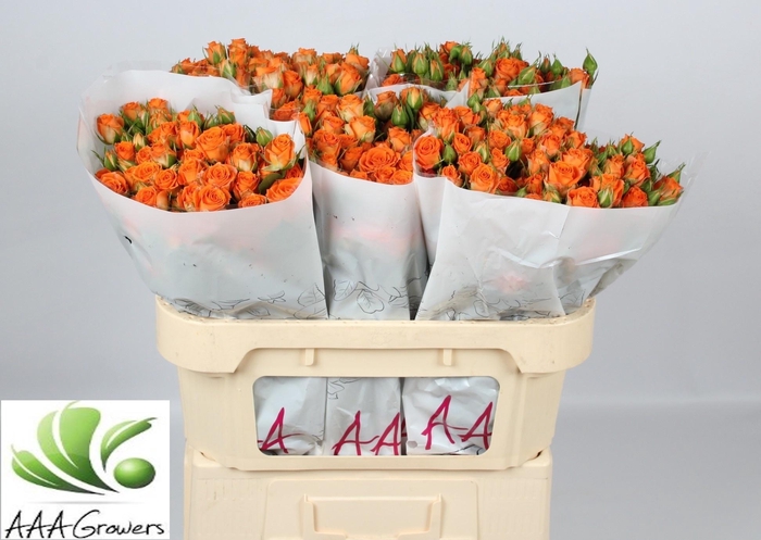 <h4>R TR PICANTO</h4>