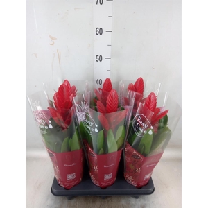 Vriesea  'Intenso Red'