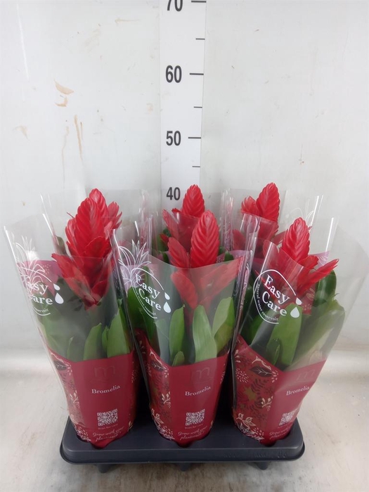 <h4>Vriesea 'Intenso Red'</h4>