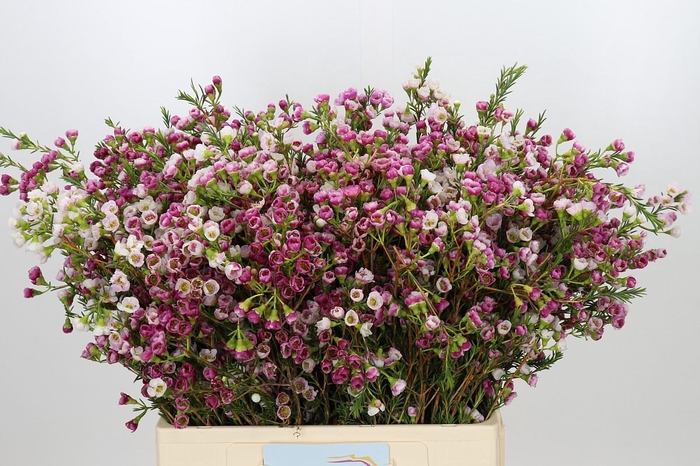 <h4>Chamelaucium Leilani</h4>