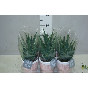 Aloe Arborescens In Terracotta Keramiek