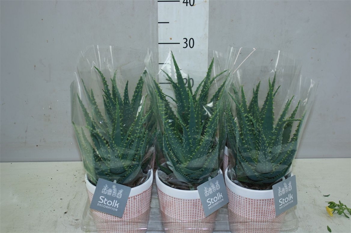 <h4>Aloe Arborescens In Terracotta Keramiek</h4>