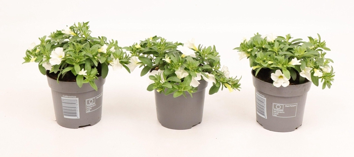 <h4>Calibrachoa Cabaret Compact White</h4>