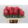 Protea Venus