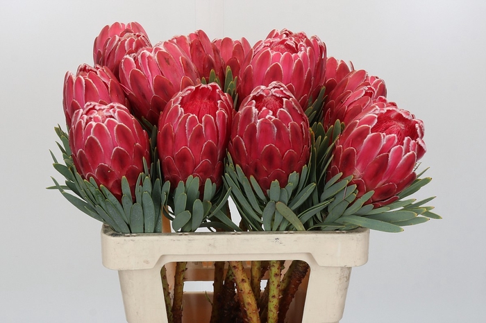 <h4>Protea Venus</h4>