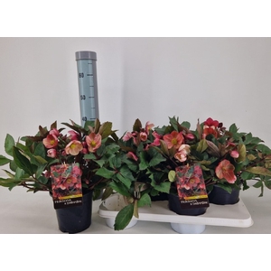 Helleborus ericsmithii Pink Frost 17Ø 45cm 75fl