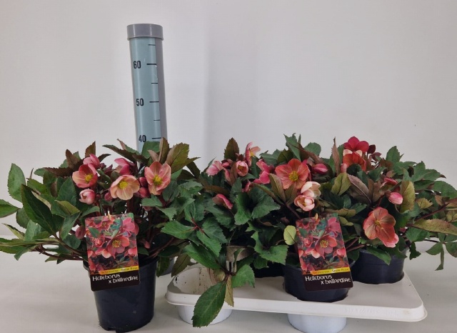 Helleborus ericsmithii Pink Frost 17Ø 45cm 75fl