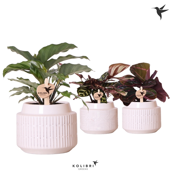 <h4>Kolibri Greens Calathea mix in Maze pot white</h4>