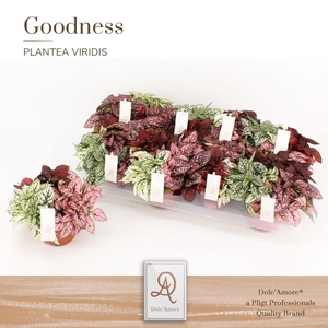 Hypoestes Gemengd Trio