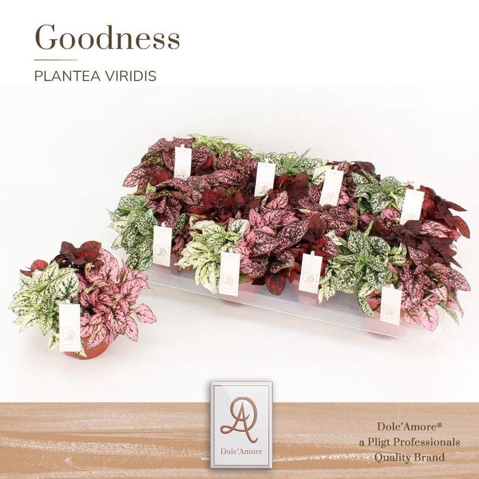 <h4>Hypoestes Gemengd Trio</h4>